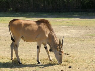 antilope