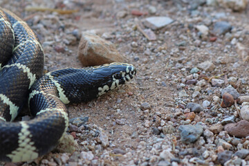 California Kingsnake - Lampropeltis californiae - in Arizona - Close up