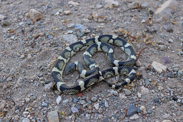 Long-nosed Snake - Rhinocheilus lecontei - in Arizona