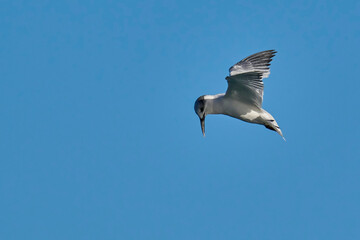The sandwich tern in flight over the sea