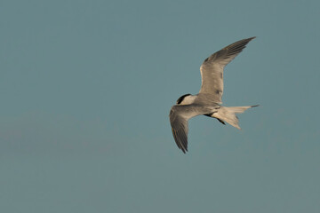 The sandwich tern in flight over the sea
