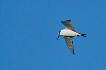 The sandwich tern in flight over the sea