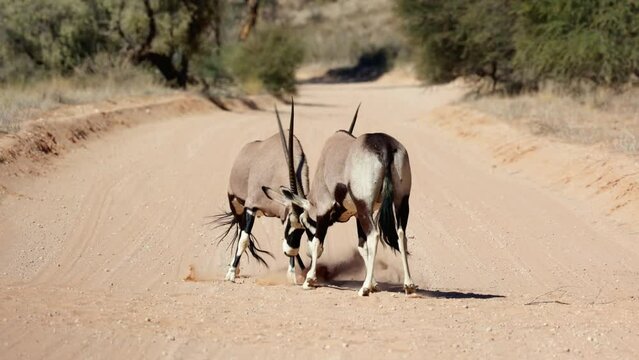 Gemsbok bulls fighting in the road