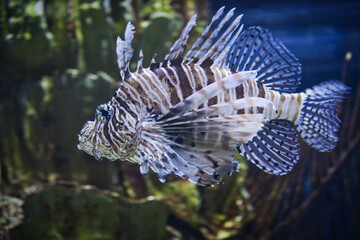 fish in the aquarium