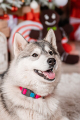 Close-up portrait of a gray husky sitting on the background of Christmas decorations and a decorated Christmas tree.