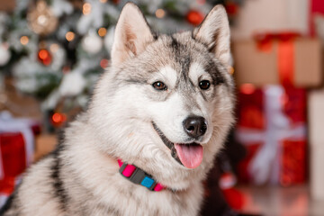Close-up portrait of a gray husky sitting on the background of Christmas decorations and a decorated Christmas tree.