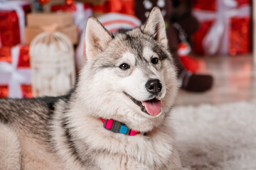 Close-up portrait of a gray husky sitting on the background of Christmas decorations and a decorated Christmas tree.