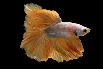 White betta fish yellow tail adds a splash of color to its overall aesthetic making it a captivating sight to behold on black background, Multi color Siamese fighting fish, Bitten fish.