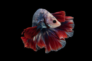 Movement the blue betta fish red tail sways gracefully adding a touch of elegance to its mesmerizing display on black background, Multi color Siamese fighting fish, Bitten fish.