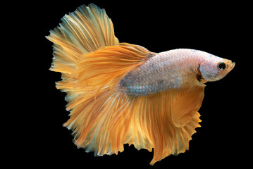 Fototapeta premium White body and the striking yellow tail creates a visually stunning contrast adding a touch of vibrancy and charm to the fish's appearance on black background, Multi color Siamese fighting fish.