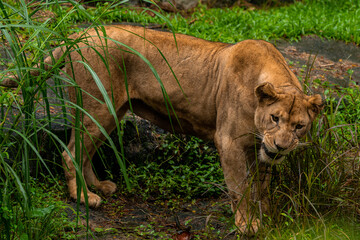 Portrait of an African lioness Panthera leo, South Africa, green grass