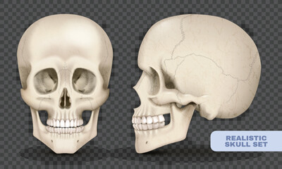 Obraz na płótnie Canvas Realistic Skull Set