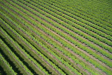 Vineyard plantation aerial view. Green rows of vineyards top view. Plantation vineyard top view diagonal. Vineyards in Italy.