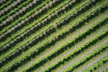 Plantation vineyard top view diagonal. Vineyards in Italy. Vineyard plantation aerial view. Green...