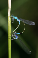 Close up of two feather dragonflies hanging from a stem. The dragonflies form a dragonfly ring in love with each other. The blue and green dragonfly stand out against the background.