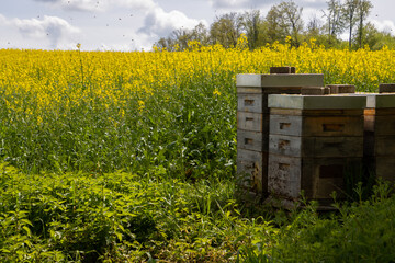 Wooden bee hive beside a yellow blooming rapeseed field