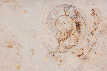 ammonite on wall of modern sand-colored building. cross-section of shell of an ancient mollusk, fossils of historical value of the excavation. museum. work of paleontologists