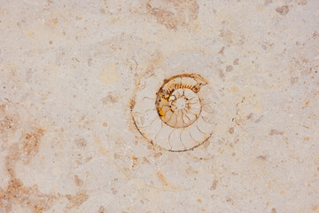 ammonite on wall of modern sand-colored building. cross-section of shell of an ancient mollusk, fossils of historical value of the excavation. museum. work of paleontologists © MyJuly