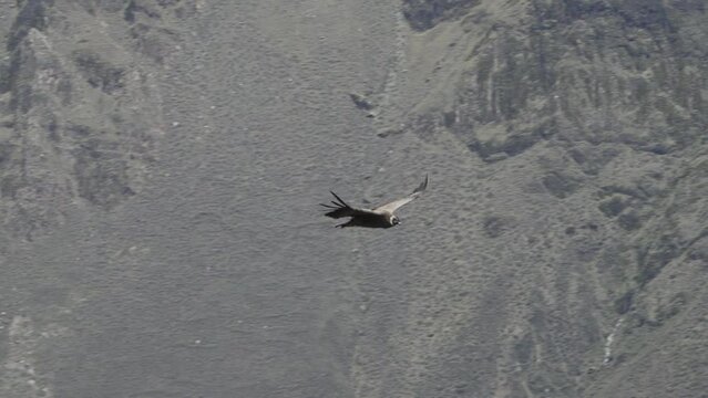 Andean condor, Vultur gryphus, the largest flying birds in the world, majestically soaring over the Colca Canyon in Peru, the deepest gorge on the planet.