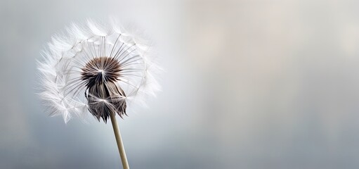 Fototapeta premium Condolence, grieving card, loss, funerals, support. Beautiful elegant dandelion on a neutral background for sending words of support and comfort. 