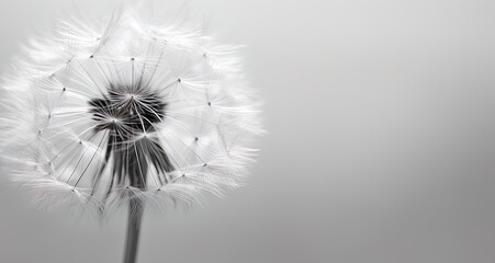 Condolence, grieving card, loss, funerals, support.  Beautiful elegant dandelion on a neutral background for sending words of support and comfort. 
