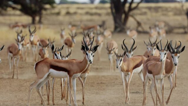 a Large herd of springbok arriving at a waterhole