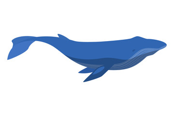 Vector illustration of a blue whale isolated on background.