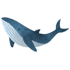 whale illustration