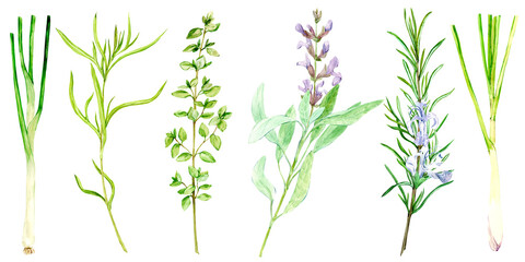 Watercolor set of culinary herbs: rosemary, thyme, tarragon, sage, green onion. Botanical style illustration of kitchen herbs and spices. Ingredients of Italian and Mediterranean cuisine.