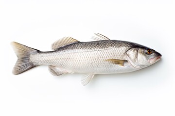 Obraz premium Freshly Caught Sea Fish On White Background