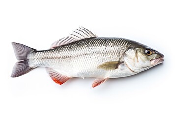 Freshly Caught Sea Fish On White Background