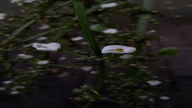 White flowers, vertical footage