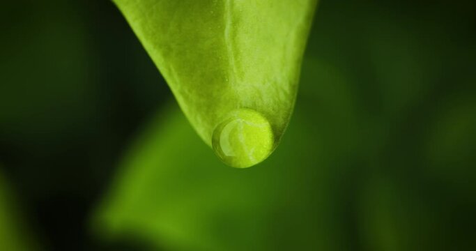 Fresh water drop ripple down lush green leaf