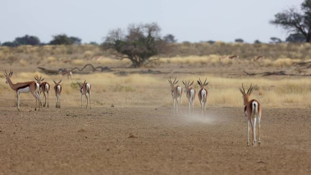  a Springbok herd walking away
