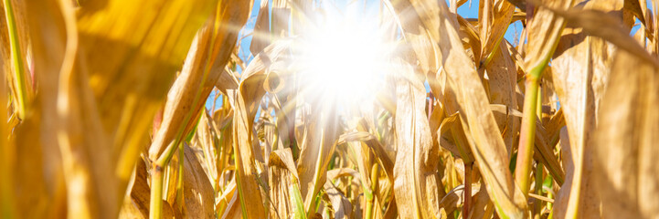 thermometer shows high temperature in summer heat with dryness and lack of water in field