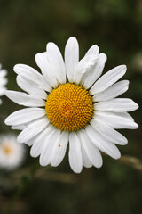 Obraz premium Oxeye daisy flower