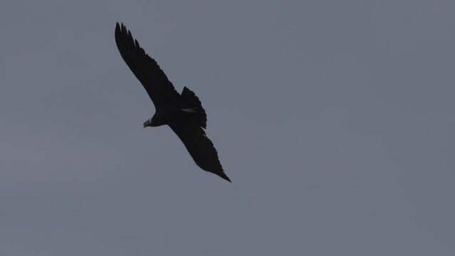 Andean condor, Vultur gryphus, the largest flying birds in the world, majestically soaring over the Colca Canyon in Peru, the deepest gorge on the planet.