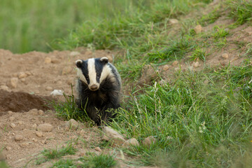 Badger, Scientific name: Meles Meles, Wild, native European badger emerging from the sett in Summer, alert and facing forward.  Horizontal.  Copy space. © Moorland Roamer