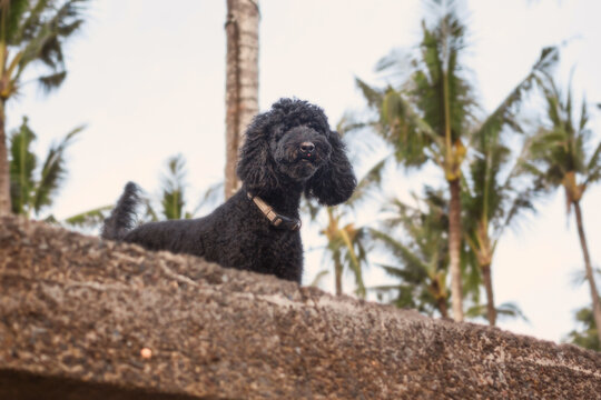 Beautiful close-up of black poodle against palm trees. Walking dog on a beach. Seaside with a curly dog on a tropical island. Funny curious doggy. Film grain pixel texture. Soft focus. Live camera.