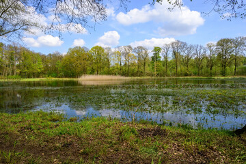 Photo of a green nature reserve with grass, a pond with reflection in the water in the forest under blue sky and white clouds.