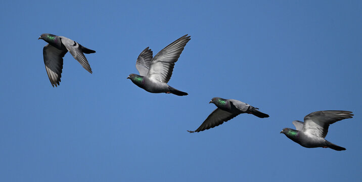 Rock dove // Felsentaube (Columba livia) - Lake Kerkini, Greece