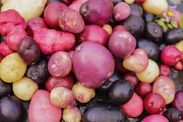 new potatoes multicolored and different sizes organic closeup selective focus, appetizing vegetables