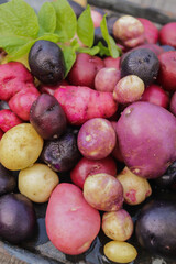 colorful young potatoes harvest closeup selective focus