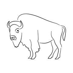 Bison illustration in hand drawn design. Vector.