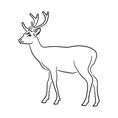 Deer illustration in hand drawn design. Vector.