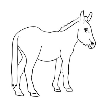 Hand drawn illustration of a Donkey. Vector isolated on a white background.