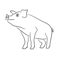 Hand drawn illustration of a Piggy. Vector isolated on a white background.