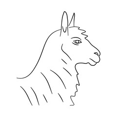 Hand drawn illustration of a Llama. Vector isolated on a white background.