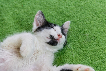 Fototapeta premium Beautiful cat on a bed at home