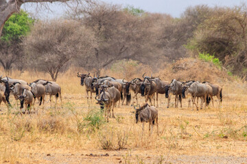 Herd of blue wildebeest (Connochaetes taurinus) in Tarangire National Park, Tanzania